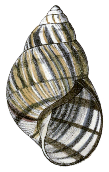 File:Orthalicus reses reses shell.png