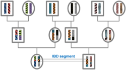 Pedigree, recombination and resulting IBD segments, schematic representation modified.png