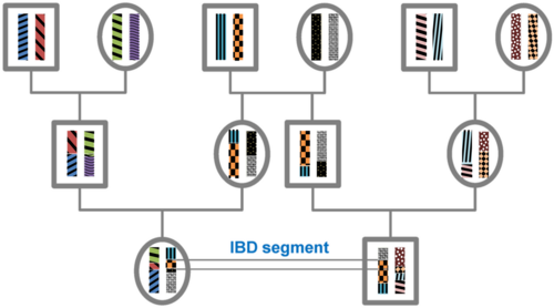 The origin of IBD segments is depicted via a pedigree.
