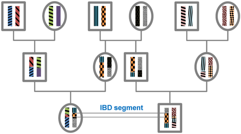 File:Pedigree, recombination and resulting IBD segments, schematic representation modified.png