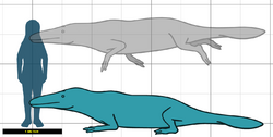 Peregocetus Size.png