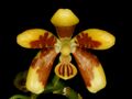Phalaenopsis fuscata Orchi 004.jpg