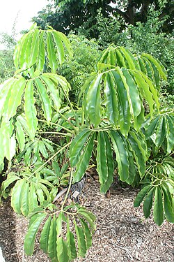 Philodendron goeldii 3zz.jpg