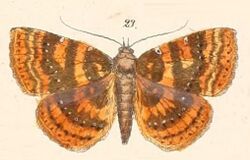 Pl.117-23-Attonda adspersa.JPG