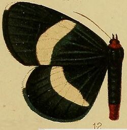 Pl.36-fig.12-Massaga tenuifascia (Hampson, 1910) (Massagidia).JPG