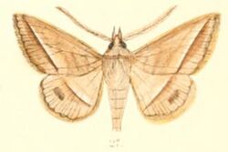 Pl.6-27-Hypospila creberrima Walker, 1858 (syn.Tochara obliqua).JPG
