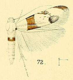 Pl.6-fig.72-Micropostega aeneofasciata Walsingham, 1891.jpg