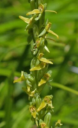 Platanthera tescamnis flowerspike close.jpg