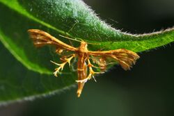 Plume Moth (Deuterocopus albipunctatus) (15522493265).jpg