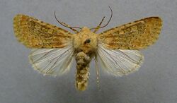 Polymixis argillaceago.jpg