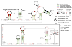 Polynucleobacter-1-RNA.svg