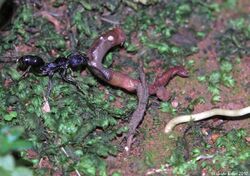 Primitive stinging Ant (Odontoponera sp.) feeds on an Earthworm (Lumbricina) (5219377199).jpg