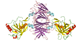 RBP4-retinol-TTR complex