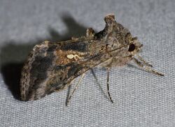 Rachiplusia ou - Gray Looper Moth (14115259698).jpg