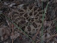 Rattlesnake (Marshal Hedin).jpg
