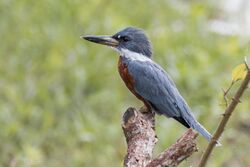 Ringed Kingfisher Profile.jpg