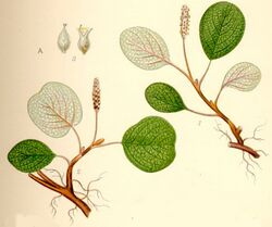 Salix reticulata nätvide.jpg