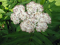 Sambucus nigra flori bgiu.jpg