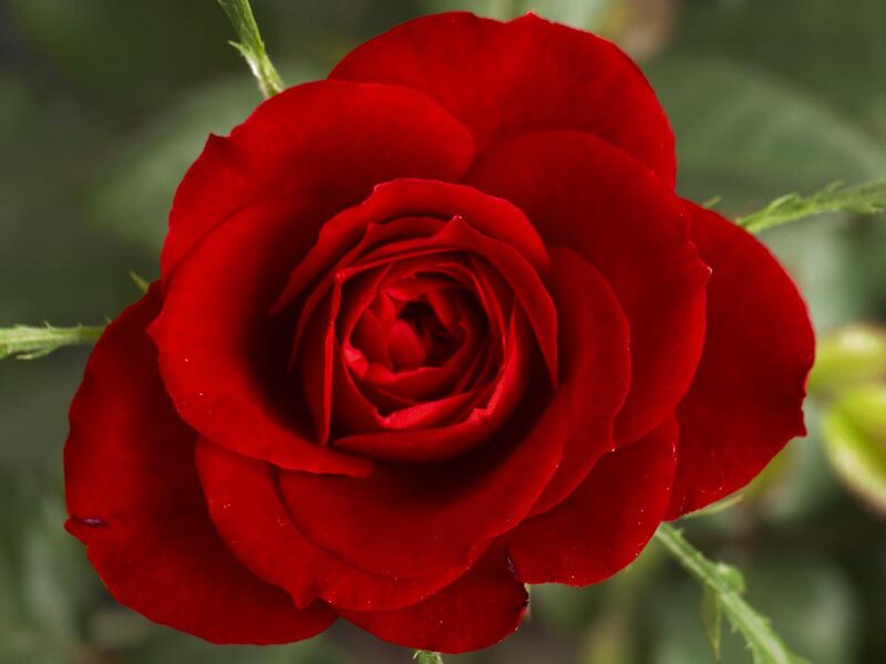 File:Small Red Rose.JPG