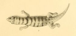 Sphaerodactylus torrei 01-Barbour 1921.jpg