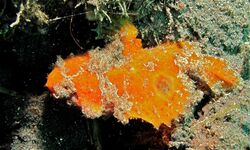 Spotfin Frogfish (Antennarius nummifer) (8468807412).jpg