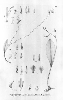Stelis granulosa (as Pleurothallis granulosa) - Pleurothallis funerea - Trichosalpinx montana (as Pleurothallis quartzicola) - Fl.Br.3-4-109.jpg