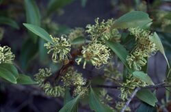 Stenocarpus cunninghamii.jpg