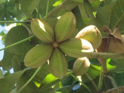 Sterculia apetala fruits - Frutas de Sterculia apetala, árbol Panamá G.JPG