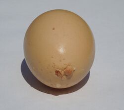 Strange brown egg.jpg