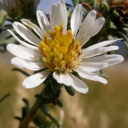 Symphyotrichum (Aster) falcatus (3301180835).jpg