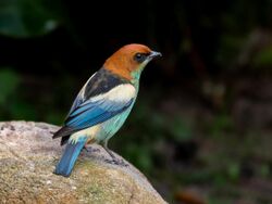 Tangara peruviana - Black-backed Tanager (male); Ilha do Mel, Paraná, Brazil.jpg