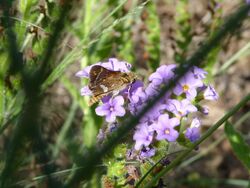 Taractrocera papyria.jpg