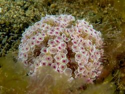 Toxopneustes pileolus (Sea urchin).jpg