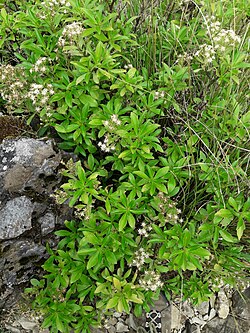 Traversia baccharoides 178768104.jpg