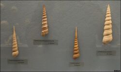 Turritella shells in Vienna Natural History Museum - IZE-2290a.jpg