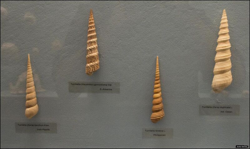 File:Turritella shells in Vienna Natural History Museum - IZE-2290a.jpg