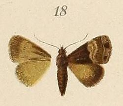 Voeltzkow-pl.6-fig.18-Tarache transversa (=Ozarba hemimelaena Hampson, 1910).JPG