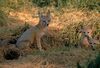 Vulpes macrotis mutica with pups.jpg