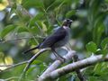 White-eyed Thrush RWD.jpg