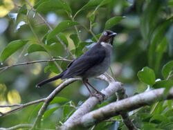 White-eyed Thrush RWD.jpg