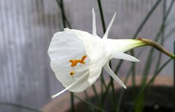 White hoop petticoat daffodil (oblique).JPG