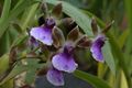 Zygopetalum maxillare GotBot 2015 002.jpg