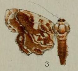 03-Massepha phoenicobapta=Aeolopetra phoenicobapta (Hampson, 1898).JPG