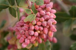 Pistachio, Torbat-e Heydarieh, Razavi Khorasan, Iran