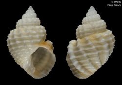 Admetula emarginata (MNHN-IM-2000-20503).jpeg