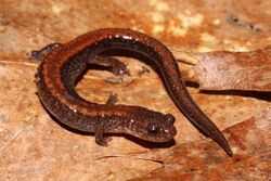 Adult Female Plethodon cinereus.jpg