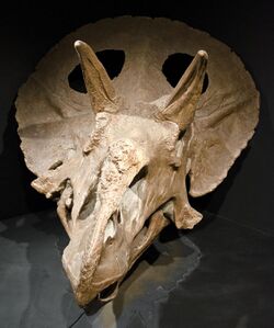 Adult Triceratops.jpg