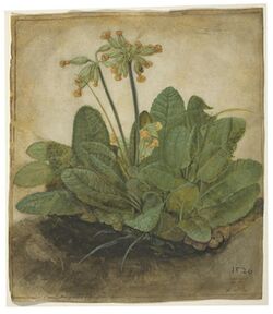 Image of a trust of cowslips, gouache on vellum