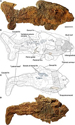 Amazichthys holotype and paratype.jpg