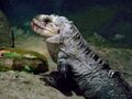 Amneville Ctenosaura bakeri 27 08 2010 2.jpg